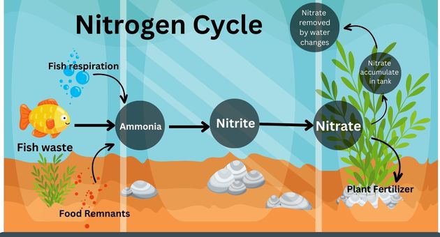 Understanding Aquarium Nitrogen Cycle