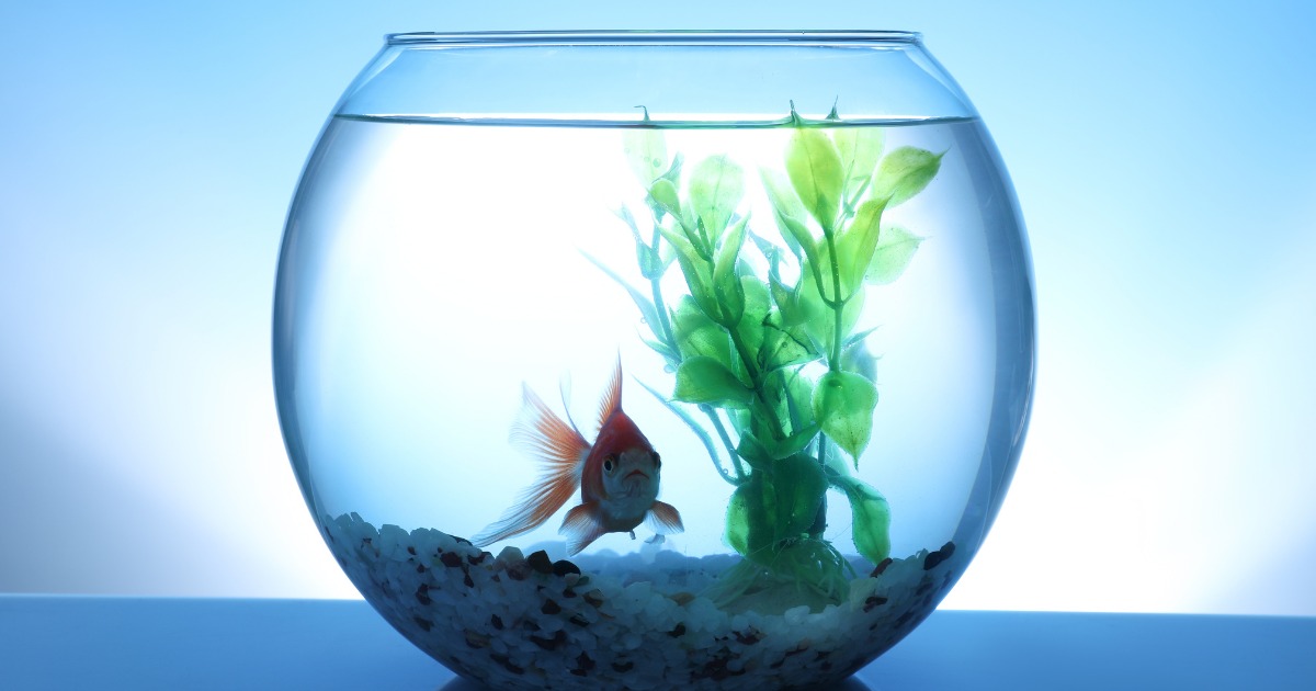 Choosing The Best Fish Tank Size For Beginner Fish Keepers