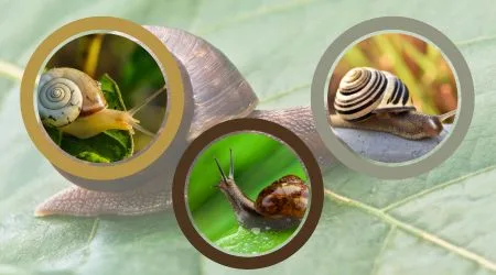 algae eating snails