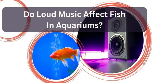 do-loud-music-affect-fish-in-aquariums