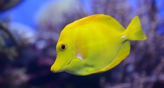 7 Types Of Tangs That Can Live Together