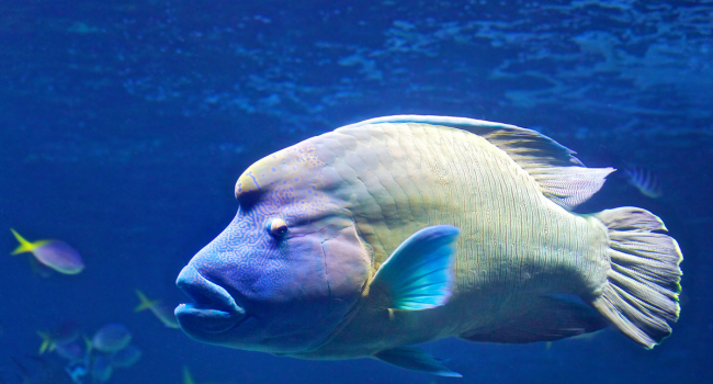 Bluehead Wrasse