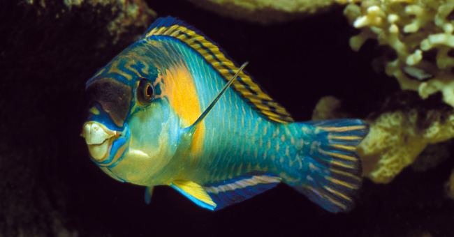 Parrotfish 2