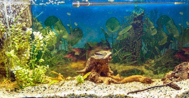 Choosing the Perfect Driftwood for Aquarium