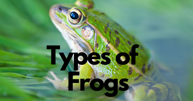 types of frogs